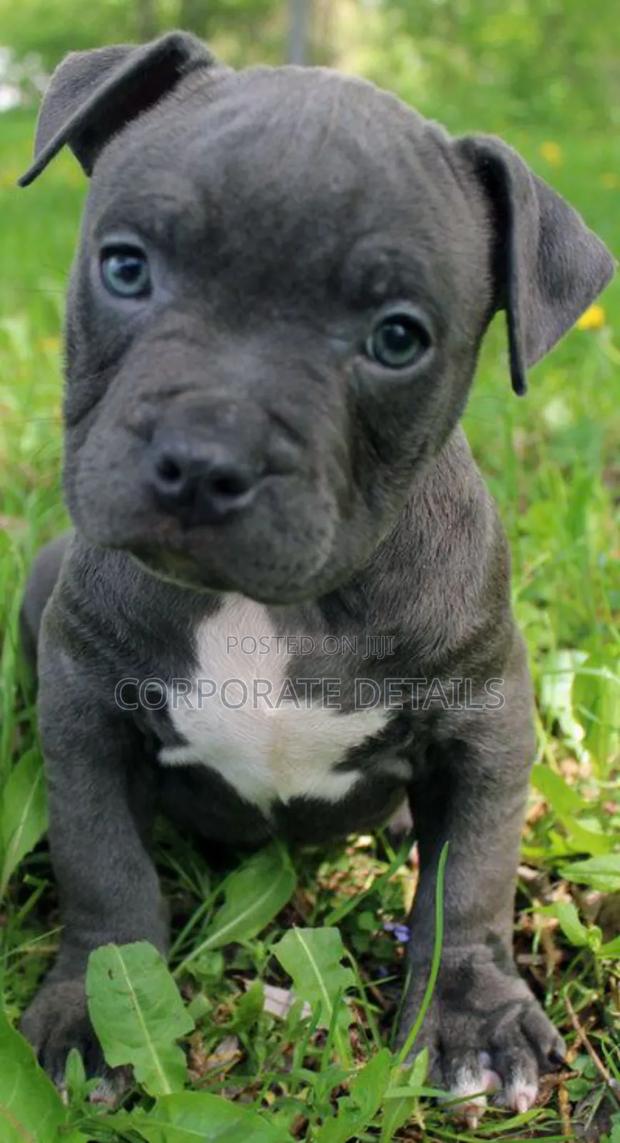 1-3 months Male Purebred American Pit Bull Terrier photo 2