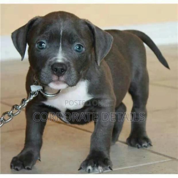 1-3 months Male Purebred American Pit Bull Terrier photo 2