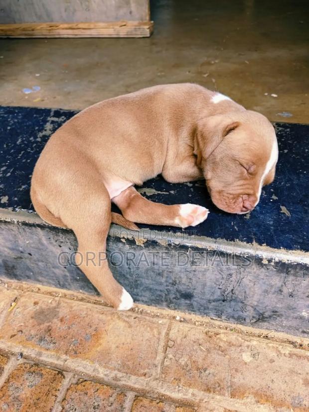 1-3 months Male Purebred American Pit Bull Terrier photo 2