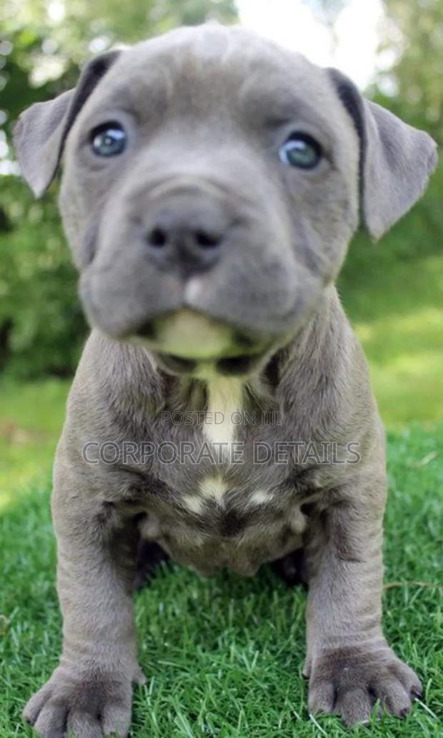 1-3 months Male Purebred American Pit Bull Terrier photo 2