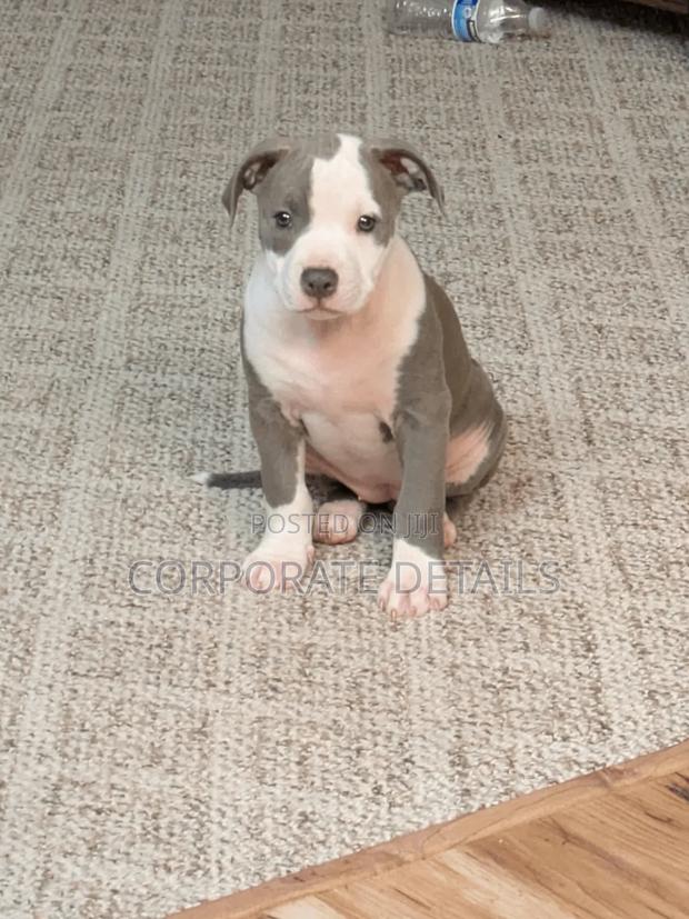 1-3 months Male Purebred American Pit Bull Terrier photo 2
