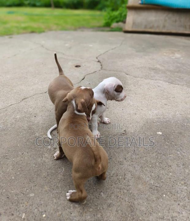 1-3 months Male Purebred American Pit Bull Terrier photo 2
