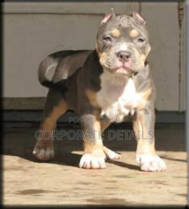 1-3 months Male Purebred Rottweiler photo 2