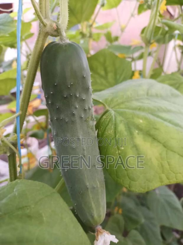 Cucumber Seeds photo 3
