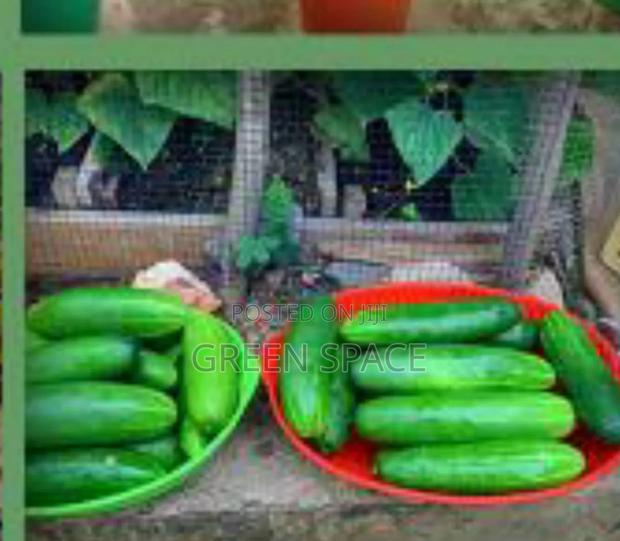 Cucumber Seeds photo 4