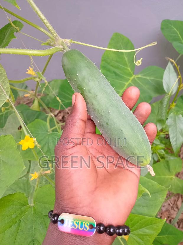 Cucumber Seeds photo 5