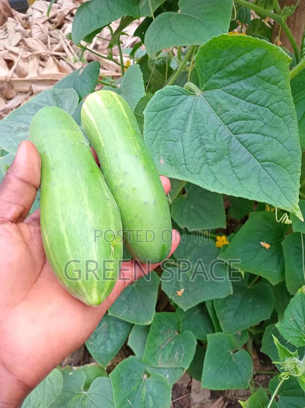 Cucumber Seeds photo 6