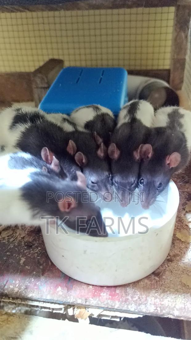 Pet Mouse or Fancy Rat · Photo 2