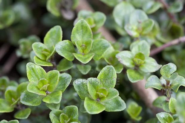 Thyme Seedlings · Photo 4