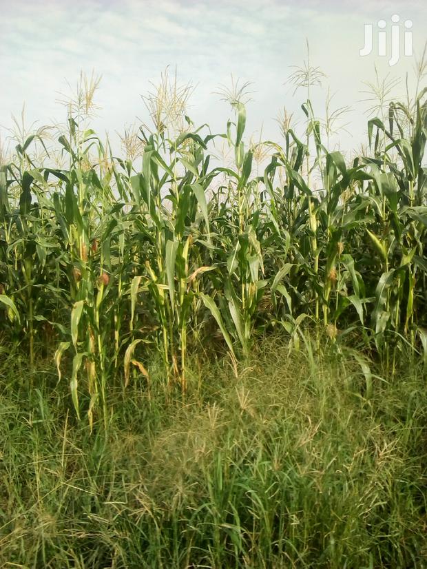 1000 Acres Available Farm Land For Sale