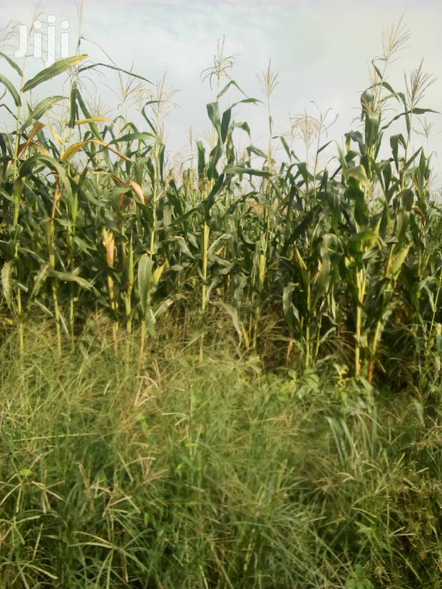 1000 Acres Available Farm Land For Sale