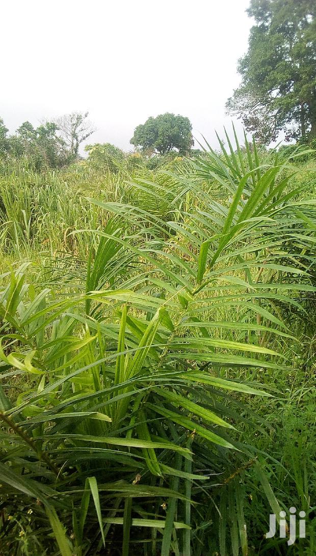 10.000 Acres Of Farm Land For Sale