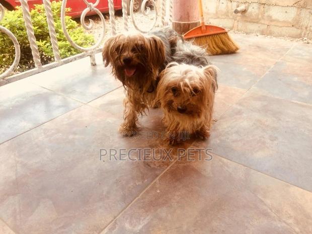 Stud Services Available For Yorkies · Photo 3