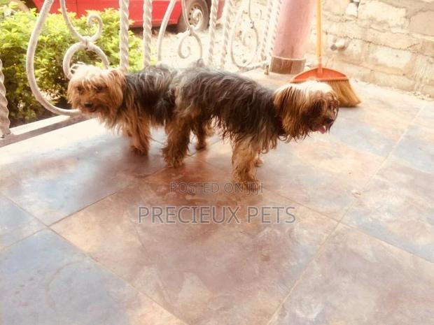 Stud Services Available For Yorkies · Photo 4