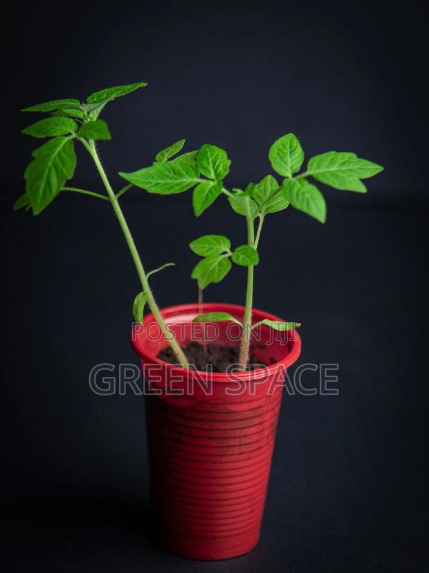 Tomato Seedlings · Photo 3