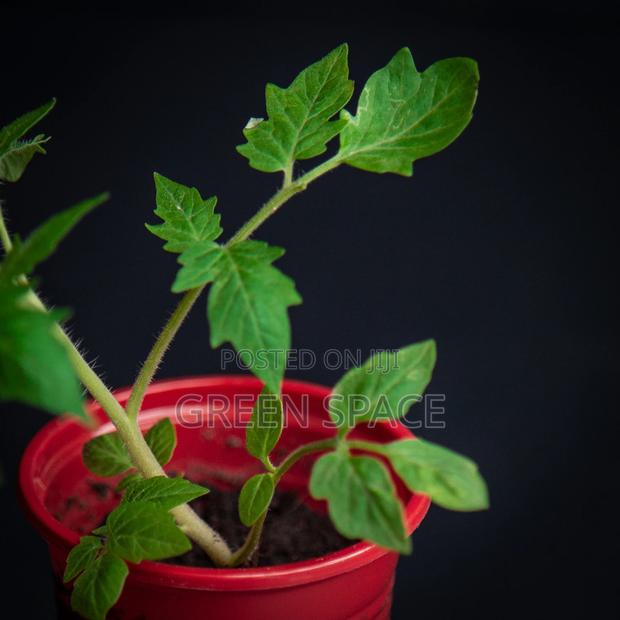 Tomato Seedlings · Photo 4