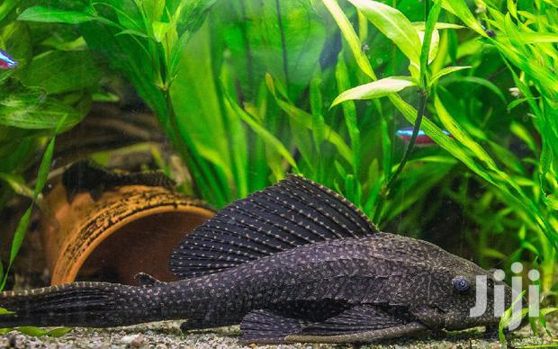 Aquarium Tank Cleaner · Photo 3
