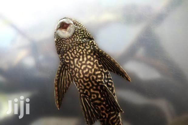 Aquarium Tank Cleaner · Photo 4