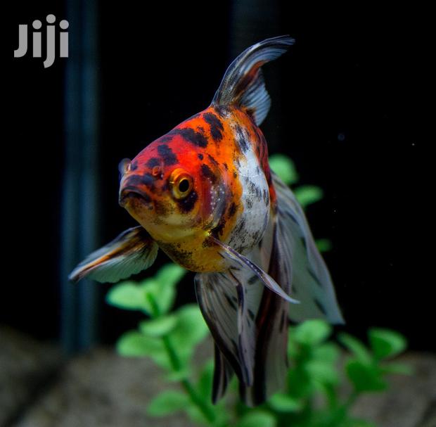 Fantail Calico · Photo 2