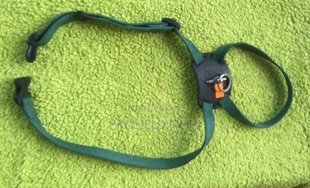 Toy Dogs Harbes · Photo 2