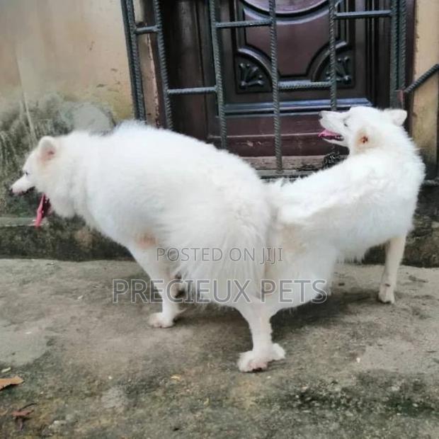 American Eskimo Mating #3-1 · Photo 2