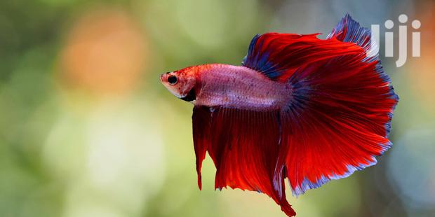 Betta Fish · Photo 3