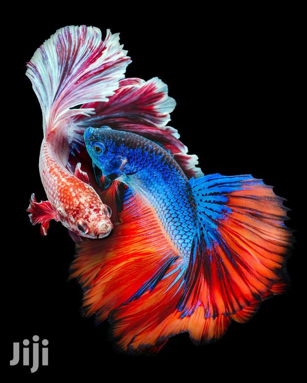 Betta Fish · Photo 4