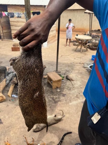 BUSHMEAT FOR SALE