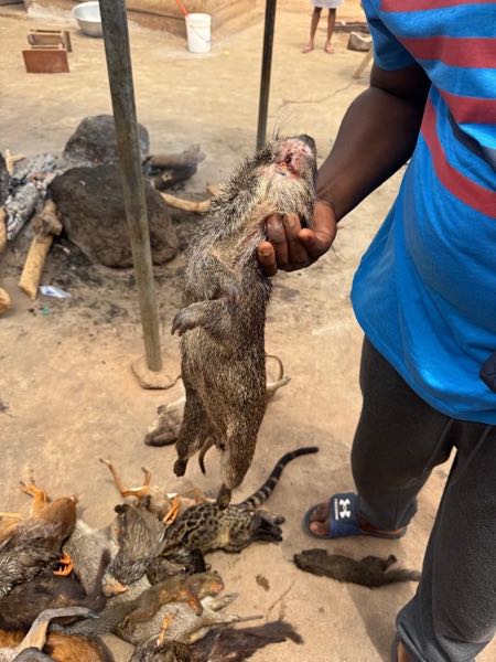 BUSHMEAT FOR SALE