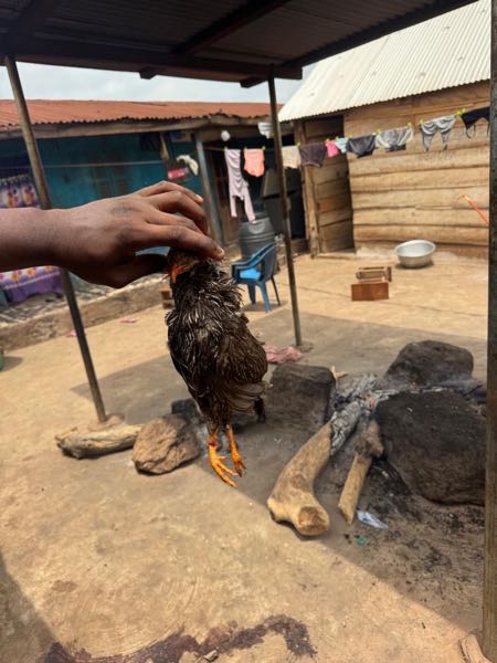BUSHMEAT FOR SALE