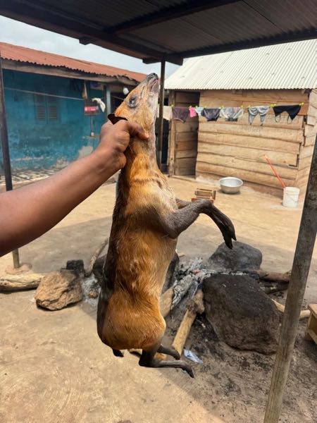 BUSHMEAT FOR SALE