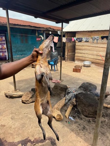 BUSHMEAT FOR SALE