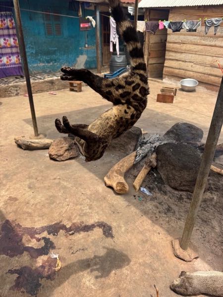 BUSHMEAT FOR SALE