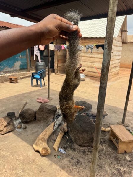 BUSHMEAT FOR SALE