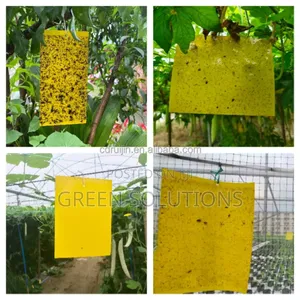 Sticky Fruit Flies Trap/Glueboard